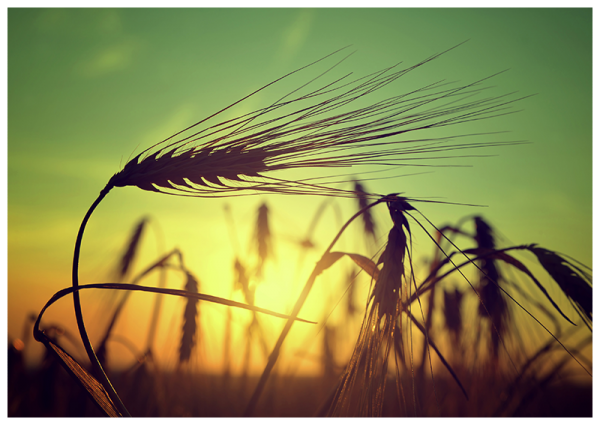 Technotherm Infrarotstrahlungpaneele ISP-MG 750